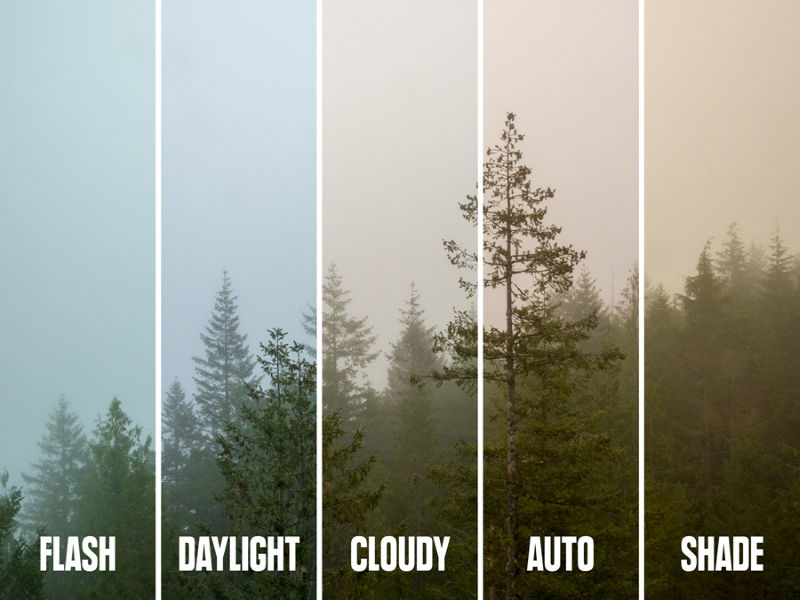 حالت‌های مختلف تراز سفیدی در تصویری از یک جنگل
