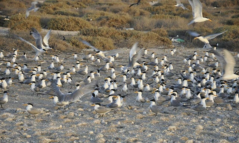 جزیره نخیلو به بهشت پرندگان شهرت دارد و سالانه میزبان گونه‌های مختلفی از پرندگان است.
