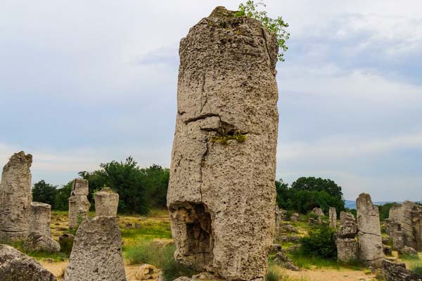 جنگل سنگی وارنا بلغارستان