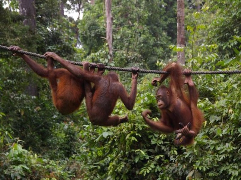 سه میمون روی طناب