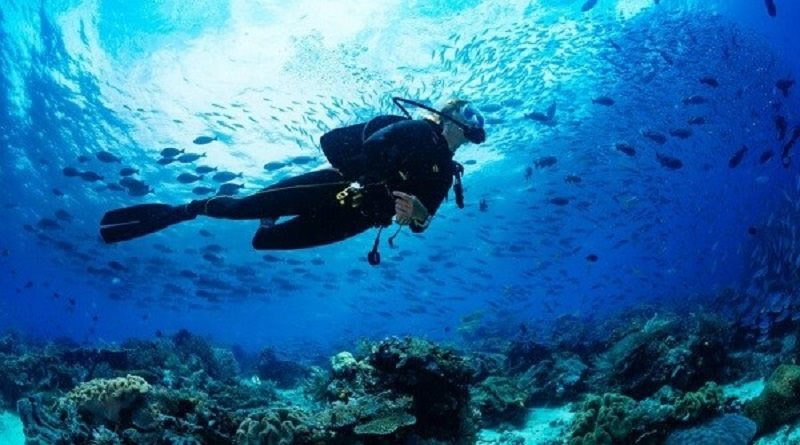 تصویری از مرد غواص در زیر آب، در کنار انواع ماهیان زینتی، مرجان، عروس دریایی