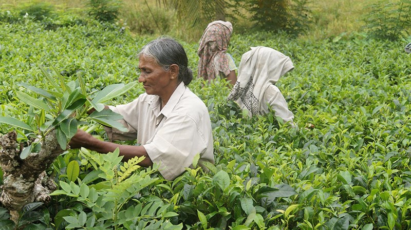 مردم سریلانکا در مزرعه‌ی چای