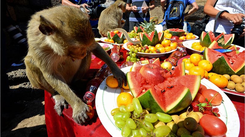 بوفه ی غذای میمون ها در جشنواره