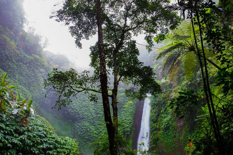 آبشار جنگل آمازون