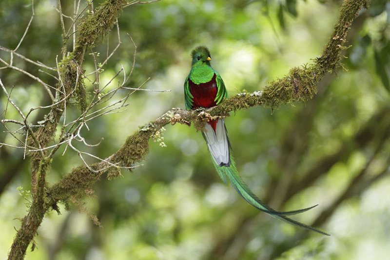 پرنده های رنگارنگ کاستاریکا