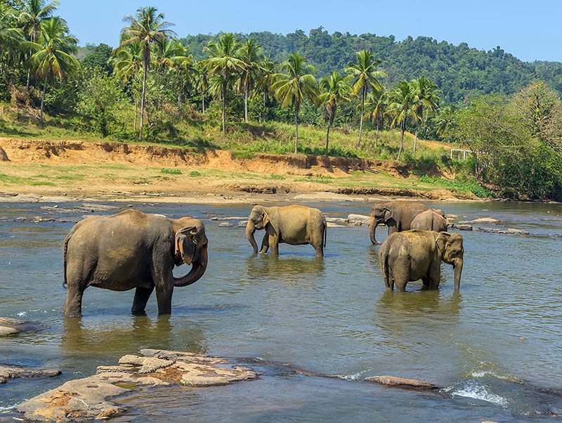 فیل ها در سریلانکا