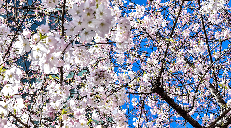 شکوفه‌های گیلاس ونکور