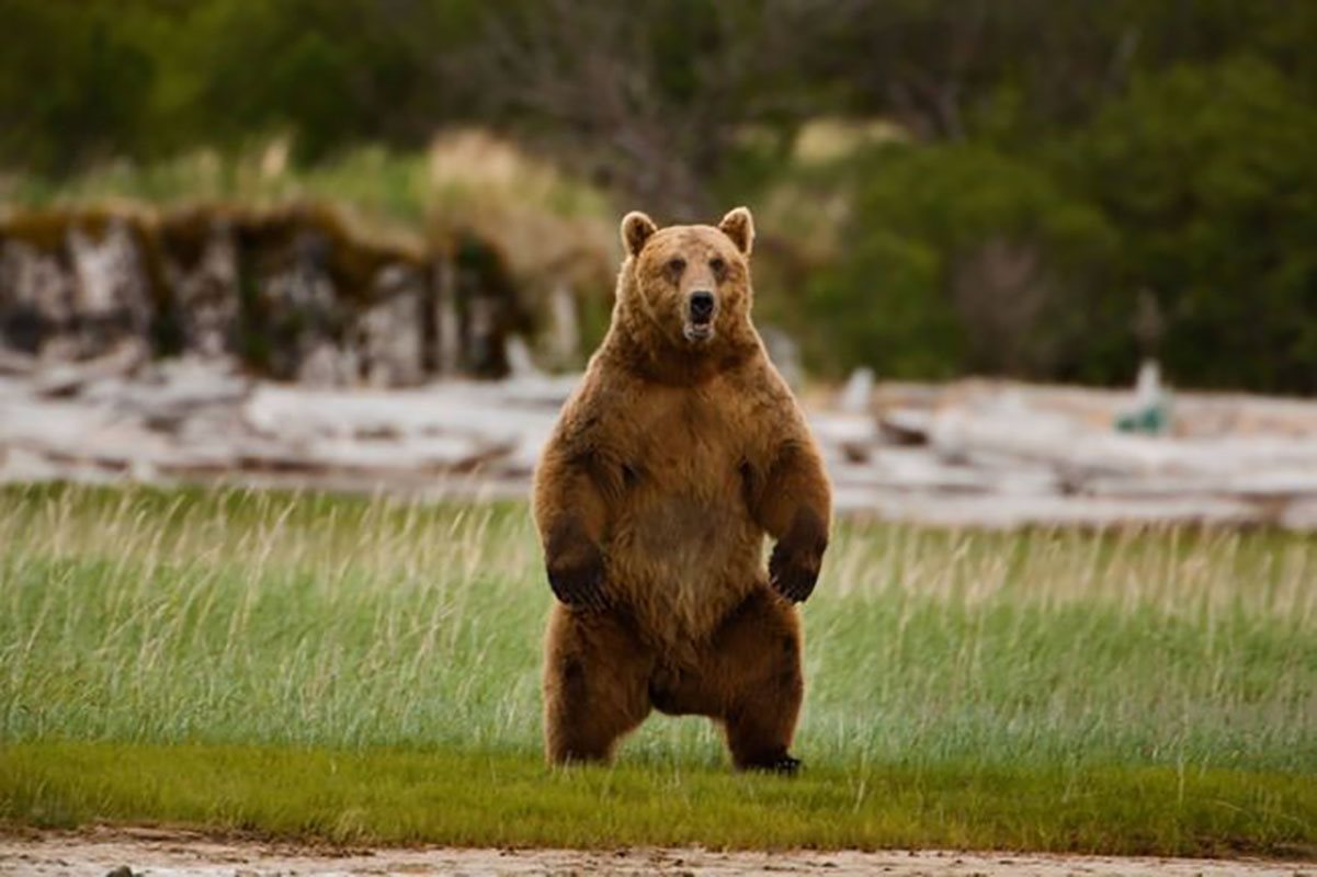 خرس قهوه‌ای، پارک ملی کتمای، آلاساکا