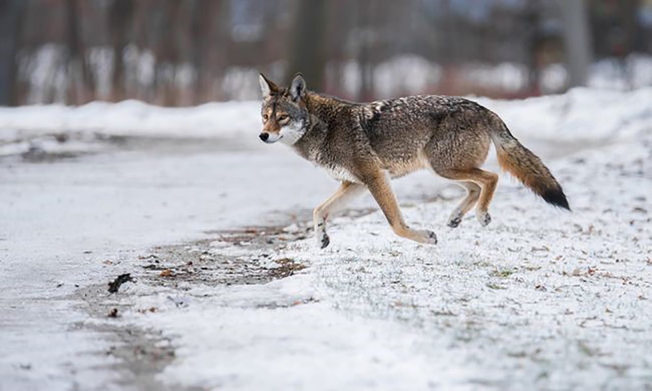 coywolf