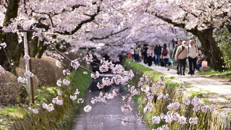 شکوفه های گیلاس ژاپن