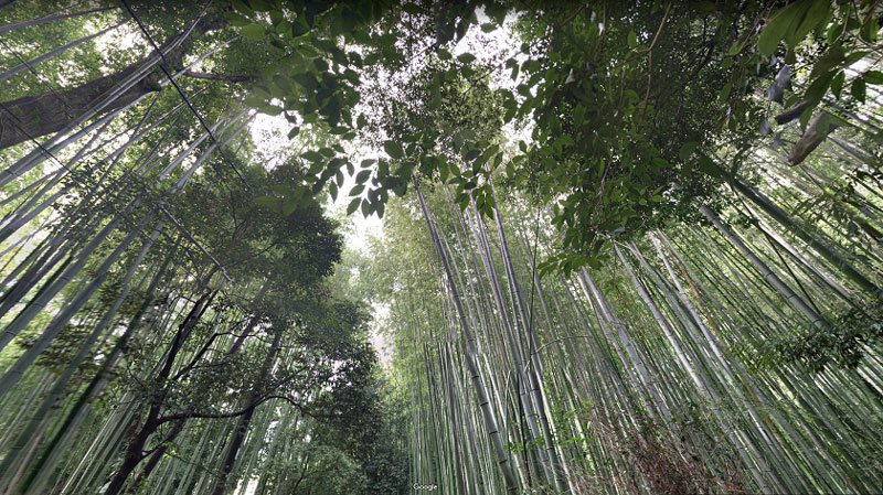 جنگل بامبو آراشیاما